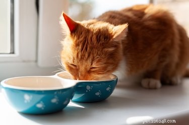 Как кормить кошек приготовленной куриной печенью