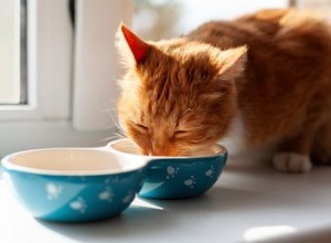 Как кормить кошек приготовленной куриной печенью