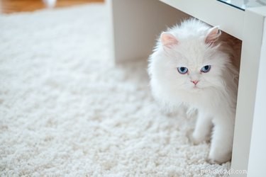 Hoe u kunt voorkomen dat een kat op het tapijt poept