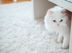 猫がカーペットの上でうんちをするのを止める方法 