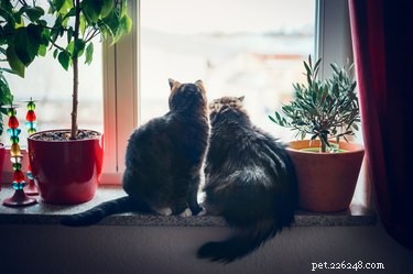 猫を窓枠から遠ざける方法 