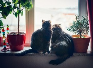 Как отвадить кошек от подоконников