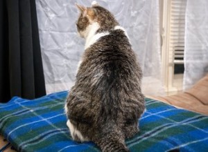 猫をブラインドから遠ざける方法 