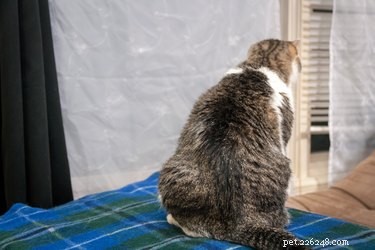 Como manter os gatos fora das cortinas
