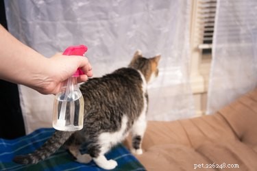 Come tenere i gatti fuori dai ciechi
