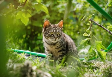 Как заставить кошек перестать какать на клумбах и в саду