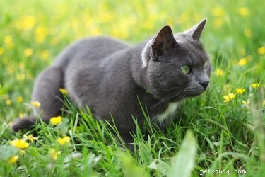 花壇や庭で猫がうんちをやめるようにする方法 