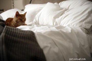 안에 있는 고양이가 침대에 오줌을 싸는 것을 막는 방법
