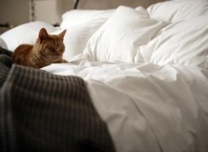 Come impedire a un gatto interno di fare pipì sul letto