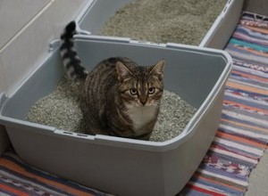 Een kat kennis laten maken met een nieuwe kattenbak