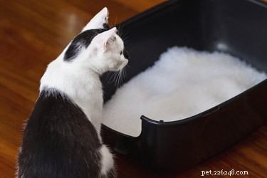 Como apresentar um gato a uma nova caixa de areia