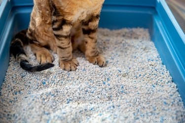 Como apresentar um gato a uma nova caixa de areia