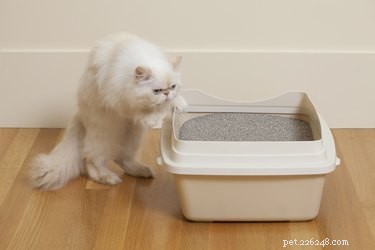 Come impedire ai gatti di urinare sui mobili