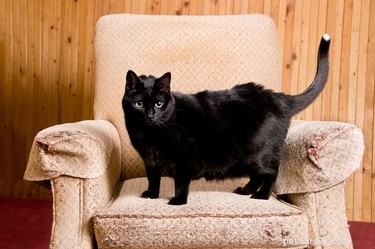Как отучить кошек мочиться на мебель