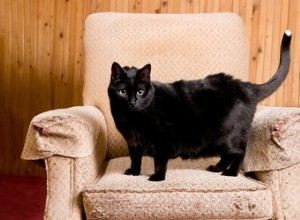 Hur man hindrar katter från att kissa på möbler
