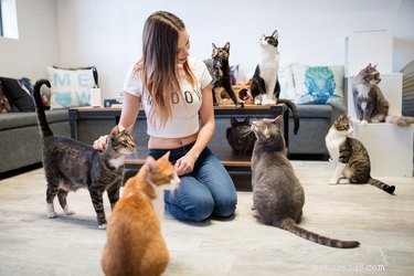 Come il CatCafe Lounge aiuta i gatti sottosocializzati a trovare la loro casa per sempre