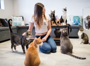 Hur CatCafe Lounge hjälper undersocialiserade katter att hitta sina eviga hem