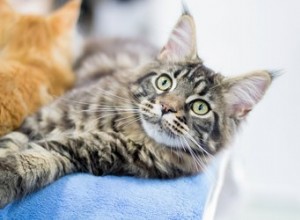 Les avantages et les inconvénients d avoir un chat de compagnie