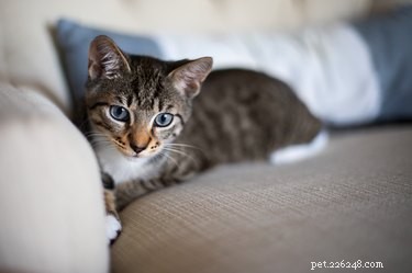 Les avantages et les inconvénients d avoir un chat de compagnie