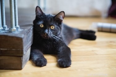Como adotar gatinhos com segurança a um custo menor