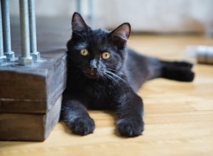 Como adotar gatinhos com segurança a um custo menor
