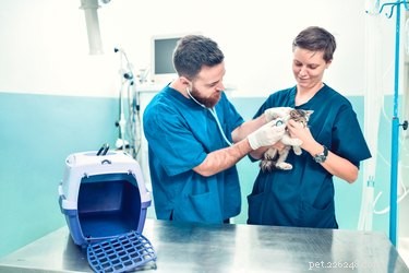 Hoe veilig kittens te adopteren tegen lagere kosten