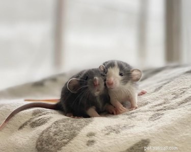 16 krys, které jsou pro své vlastní dobro příliš roztomilé