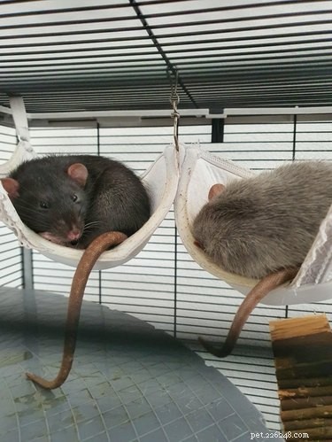 16 råttor som är för söta för sitt eget bästa