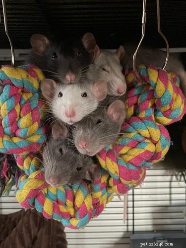 16 rats trop mignons pour leur propre bien