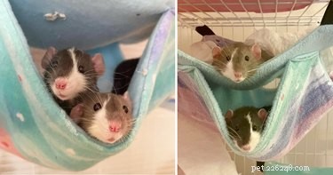 16 ratos sendo fofos demais para seu próprio bem