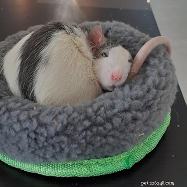 16 råttor som är för söta för sitt eget bästa