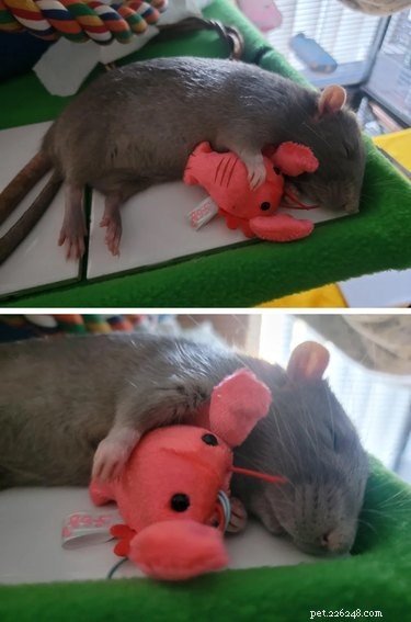 16 rats trop mignons pour leur propre bien