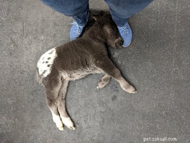 19 des photos d animaux les plus mignonnes jamais prises par des vétérinaires