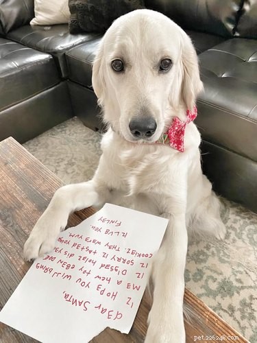 11 söta brev om husdjur som blev virala för att de var för rena