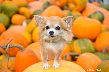 15 Pumpkintastic Pets bij Pumpkin Patches