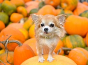 15 Pumpkintastic Pets at Pumpkin Patches