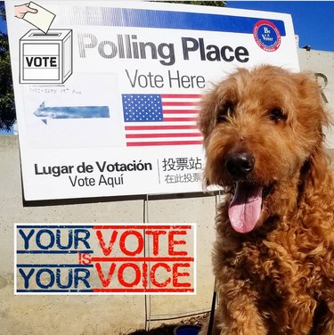 투표에 참여하는 애완동물 15마리