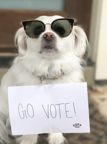 투표에 참여하는 애완동물 15마리