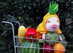 16 av de sötaste små grisarna på internet