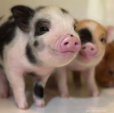 인터넷에서 가장 귀여운 새끼 돼지 16마리