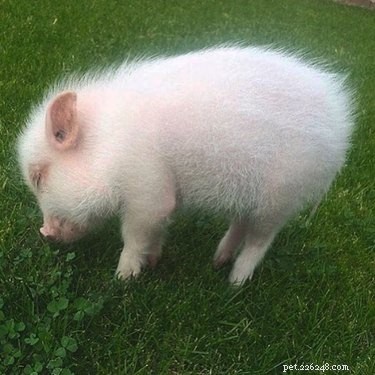 16 dos porquinhos mais fofos da Internet