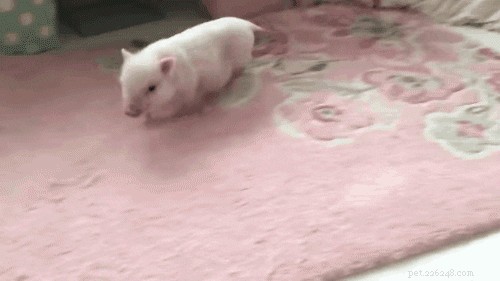16 av de sötaste små grisarna på internet