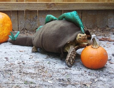 Schildpadden en schildpadden in kostuums zijn onze nieuwe obsessie