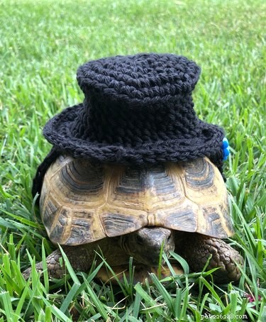 Schildpadden en schildpadden in kostuums zijn onze nieuwe obsessie
