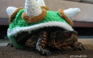 Želvy a želvy v kostýmech jsou naší novou posedlostí