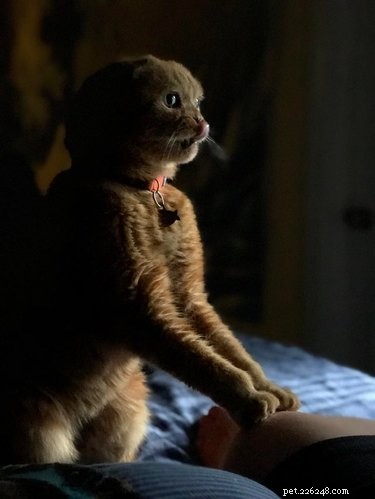 16 foto s van huisdieren die per ongeluk op renaissanceschilderijen lijken
