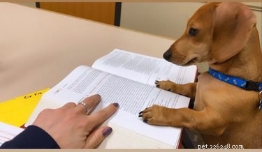 17 huisdieren doen zelf een studie