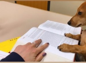 17 huisdieren doen zelf een studie