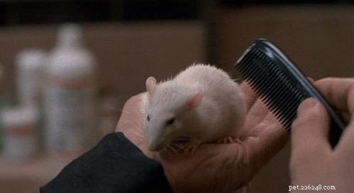 17 foto s van ratten die de schattigste huisdieren zijn