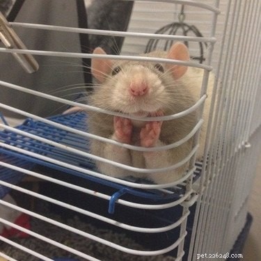 17 obrázků krys jako těch nejrozkošnějších mazlíčků